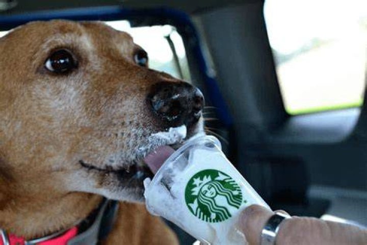 Does Starbucks have pup cups starbmag