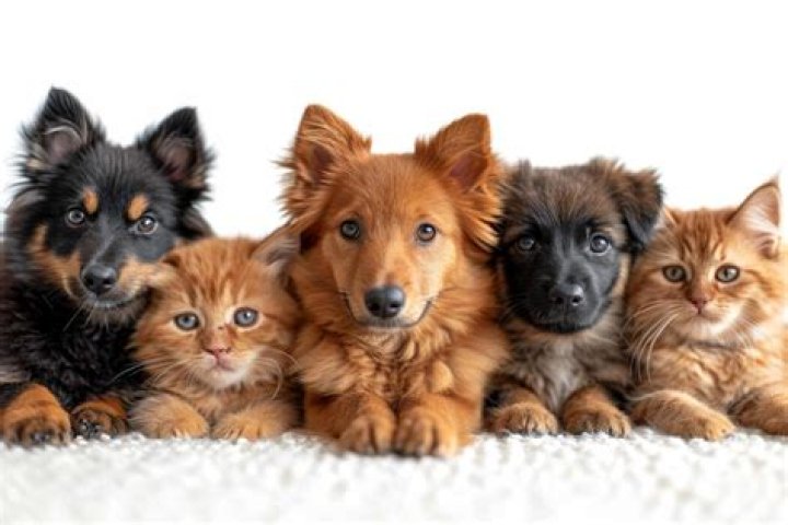 Dogs Chicks Pets &middot; Free photo on Pixabay