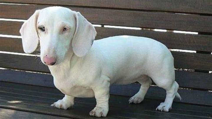Double Dapple Awareness Unsafe Breeding In the Dachshund Community