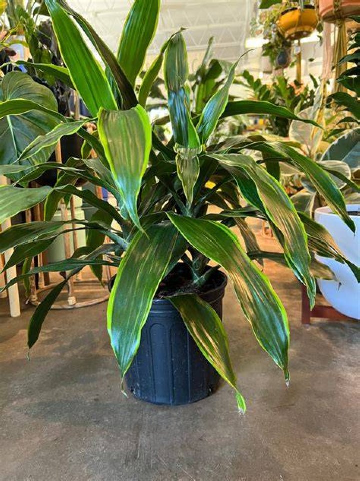 dracaena / carmen Plant Shop Seattle