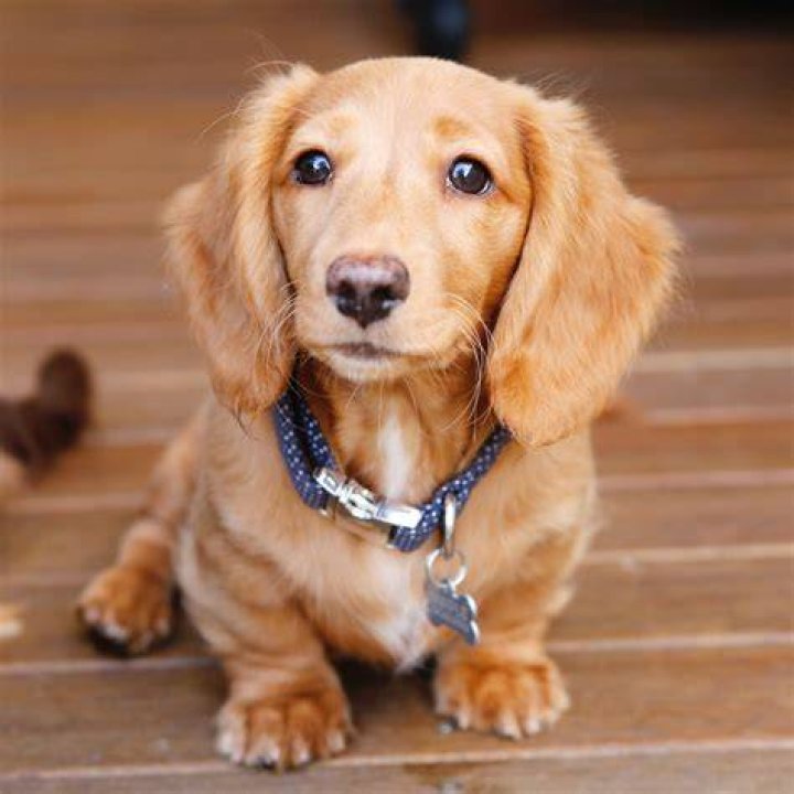 EE red long haired miniature dachshund Dachshund puppy long haired
