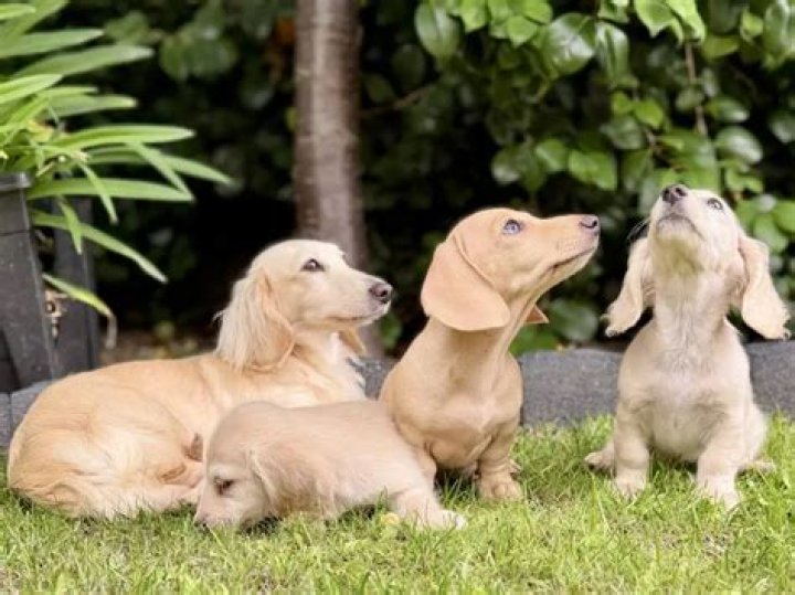 English Cream Dachshunds were first bred in England and can trace their