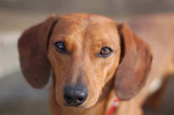 FileDachshund smoothcoated Dachshund.jpg Wikipedia