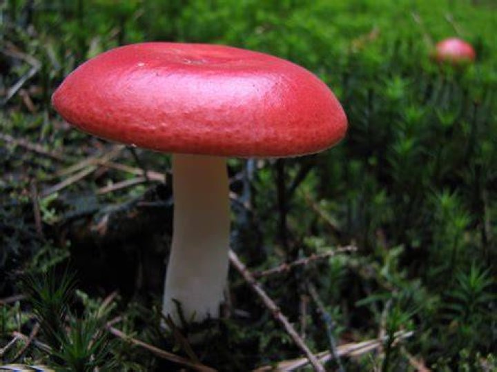FileMushroomIMG 3304.JPG Wikipedia