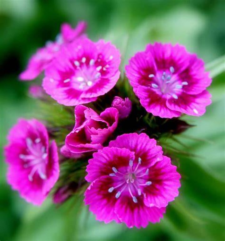 FilePink Sweet William flowers.jpg Wikimedia Commons