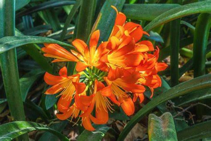 Fire Lily by Yvon van der Wijk / 500px