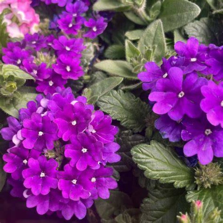 Firehouse Grape Verbena (Verbena 'Balfireape') in Riverside Hemet
