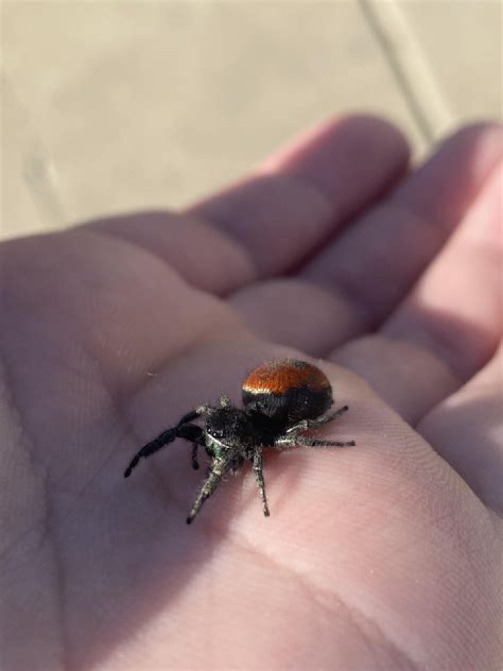 Found this cutie at Claire&rsquo;s! Not sure if it&rsquo;s a rare one but I love