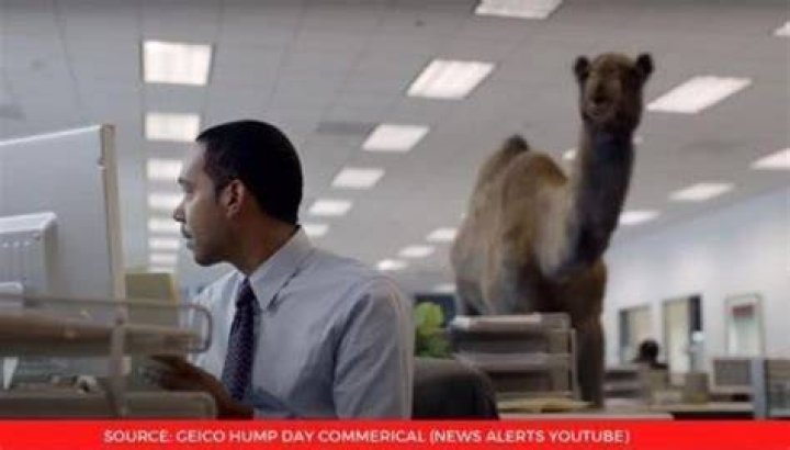 Geico Commercial Stars Camel With Straw It is where idiotic people at