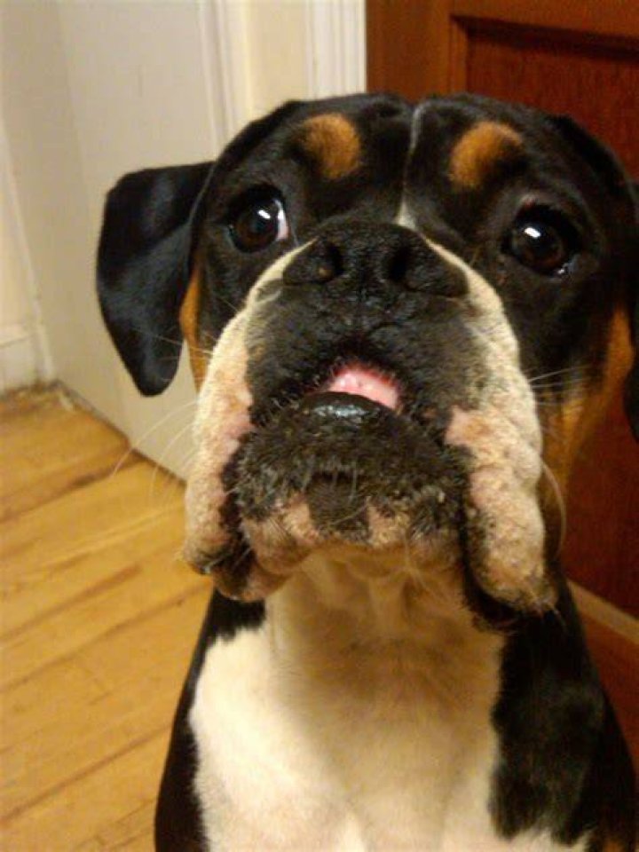 Glory Downs Farm Boxer Dog.