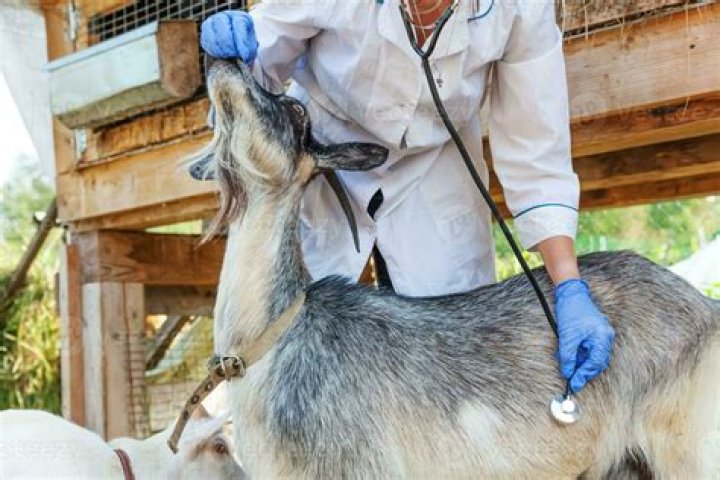 Goat Vet in Warrior AL Goat Health at Stewart Animal Clinic