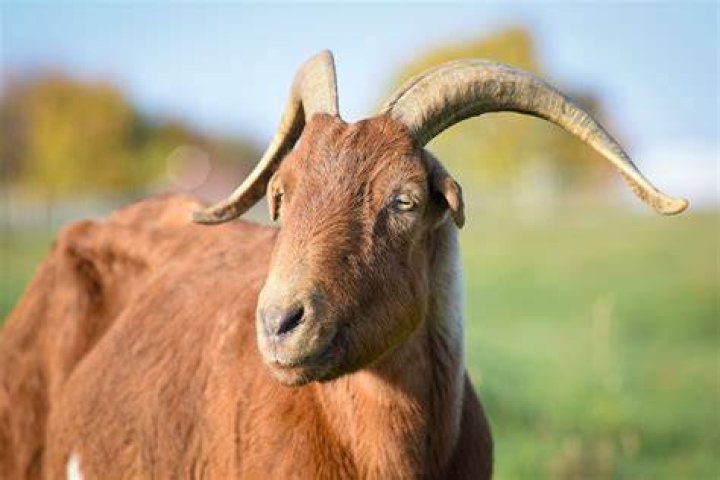 Goats Farm Animals Farm Sanctuary