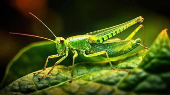 grasshopper