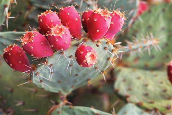 Growing Prickly Pear Prickly Pear Plants In The Home Garden
