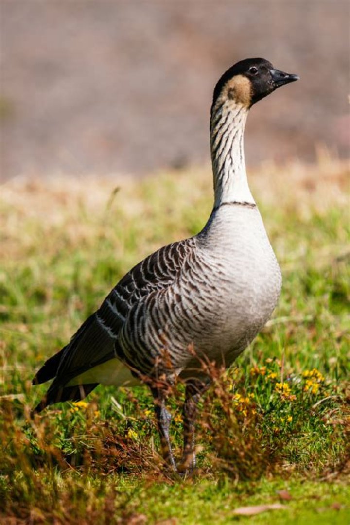 Hawaiian Nene Goose May Be Knocked Off Its Endangered Species Perch