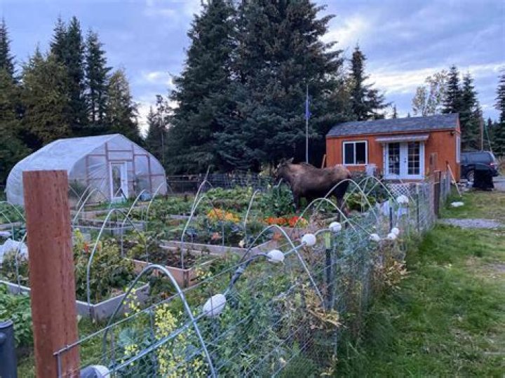 Homesteading in Alaska, 20202021 Lloyd's Blog