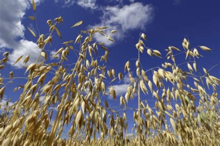 How are Oats Made? Discovery UK
