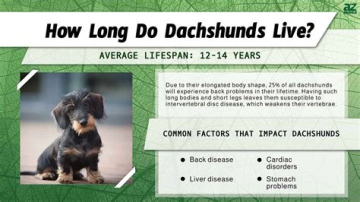 How Long Do Dachshunds Live? [+ HEALTH TIPS] Sir Doggie