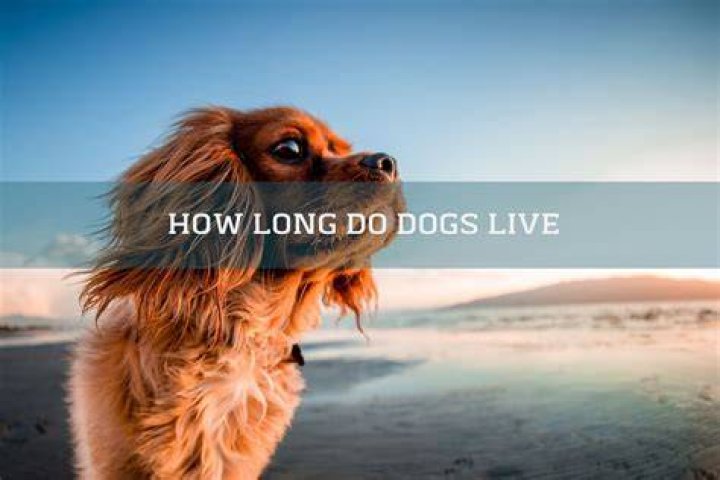 How Long Do Dogs Live The Average Lifespan of Popular Dog Breeds / Now