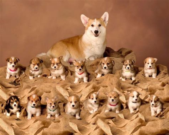 How Many Puppies Can A Dachshund Dog Have