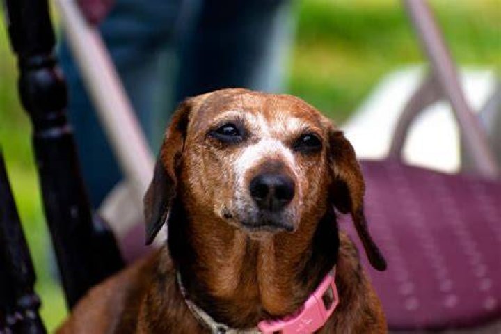 How Old Is The Dachshund Dog Breed