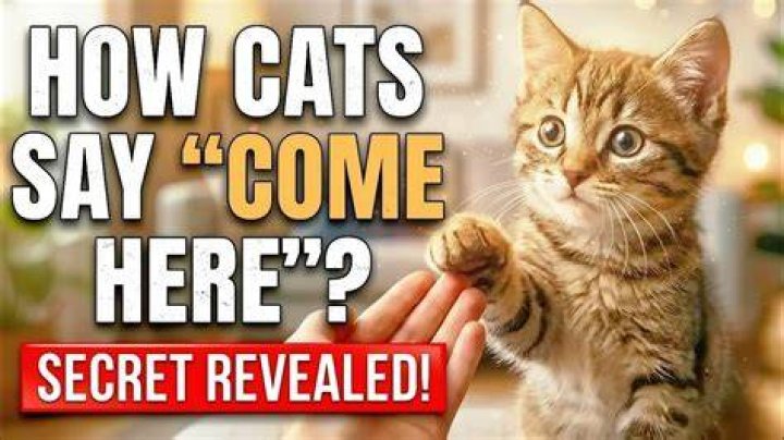 How To Say Come Here In Cat Language