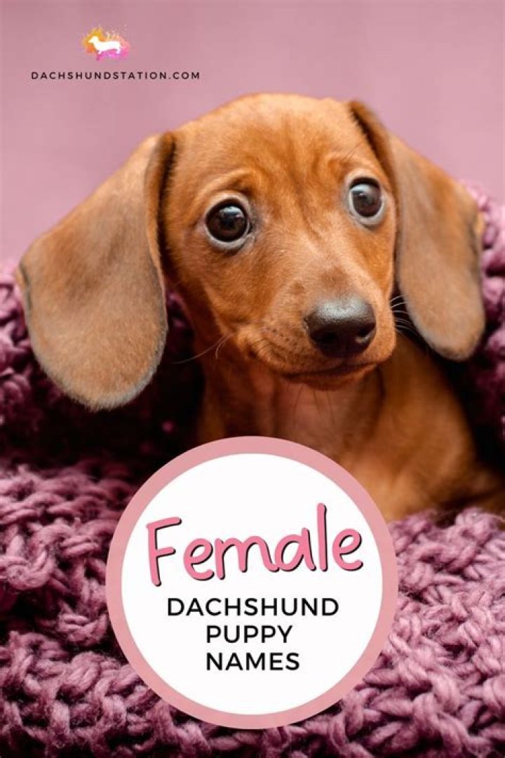 I want a female Dachshund exactly, or very similar to this one