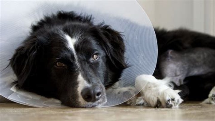 Ill. Woman Injured in Dog Mauling that Killed Her Dog