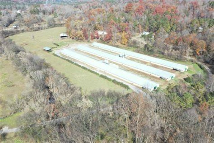 IMG_9409 Poultry at Dublin Creek Kennels Pussreboots Flickr