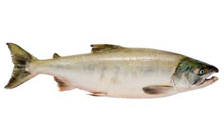 Keta Salmon Fish Facts Oncorhynchus keta AZ Animals