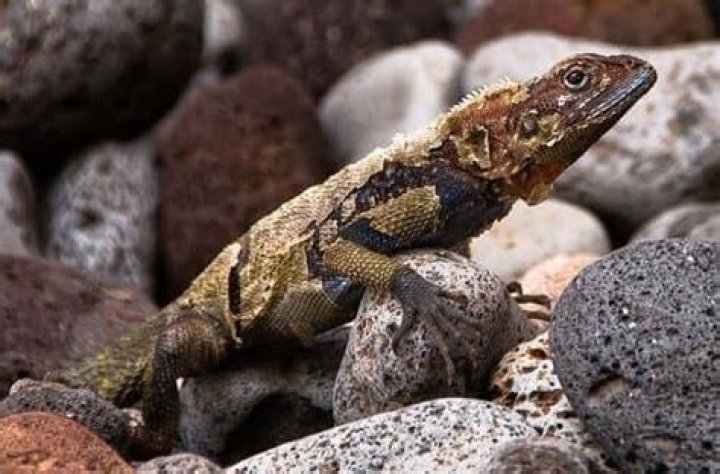 Lizard Spirit Animal Totem Meaning: Always Adapt To Different Situations