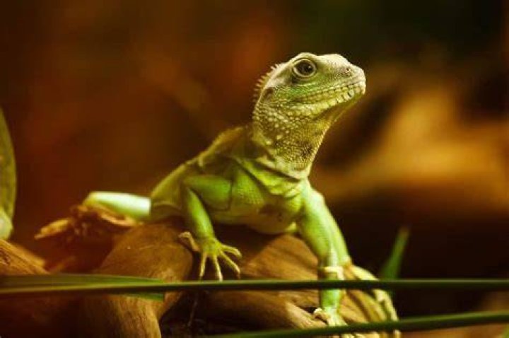 lizard spirit animal