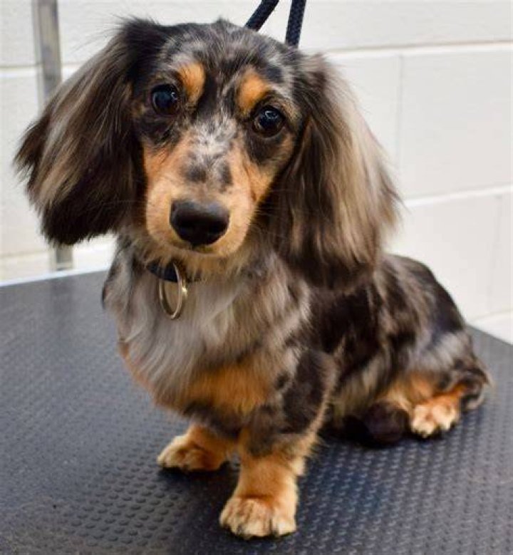 Long hair dachshund Long haired dachshund, Weiner dog, Dachshund
