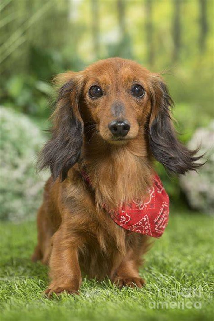 Long Haired Dachshund Dog Photograph by Mary Evans Picture Library Pixels