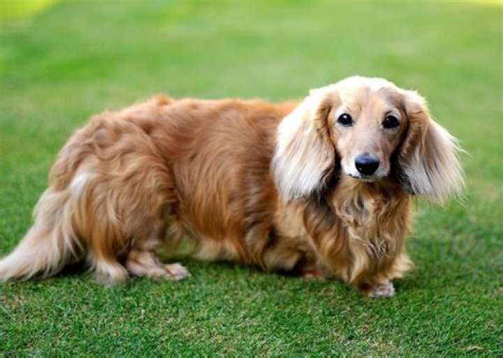 Long haired Dachshund wallpaper My Doggy Rocks
