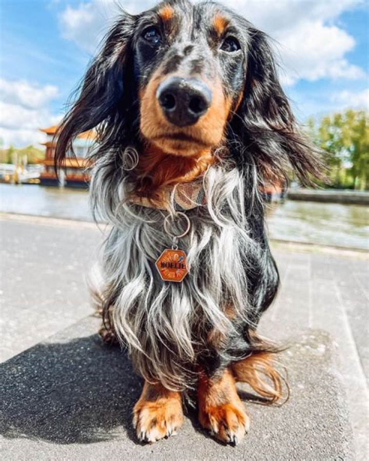 Long Haired Dapple Dachshund Galhairs