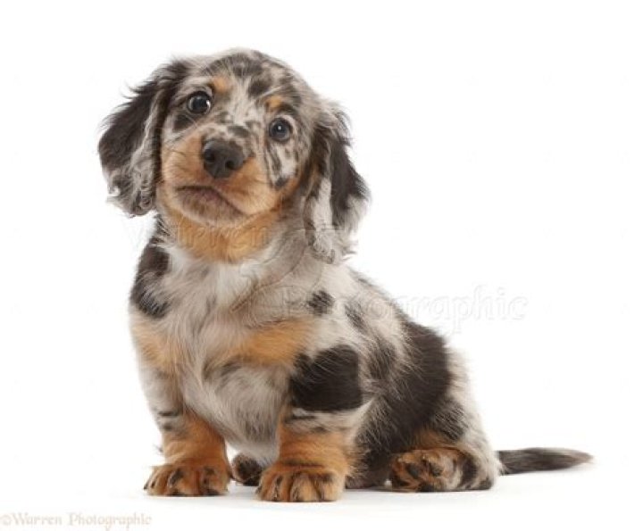 Long haired Dapple Dachshund puppy Dapple Dachshund Puppy, Dachshund