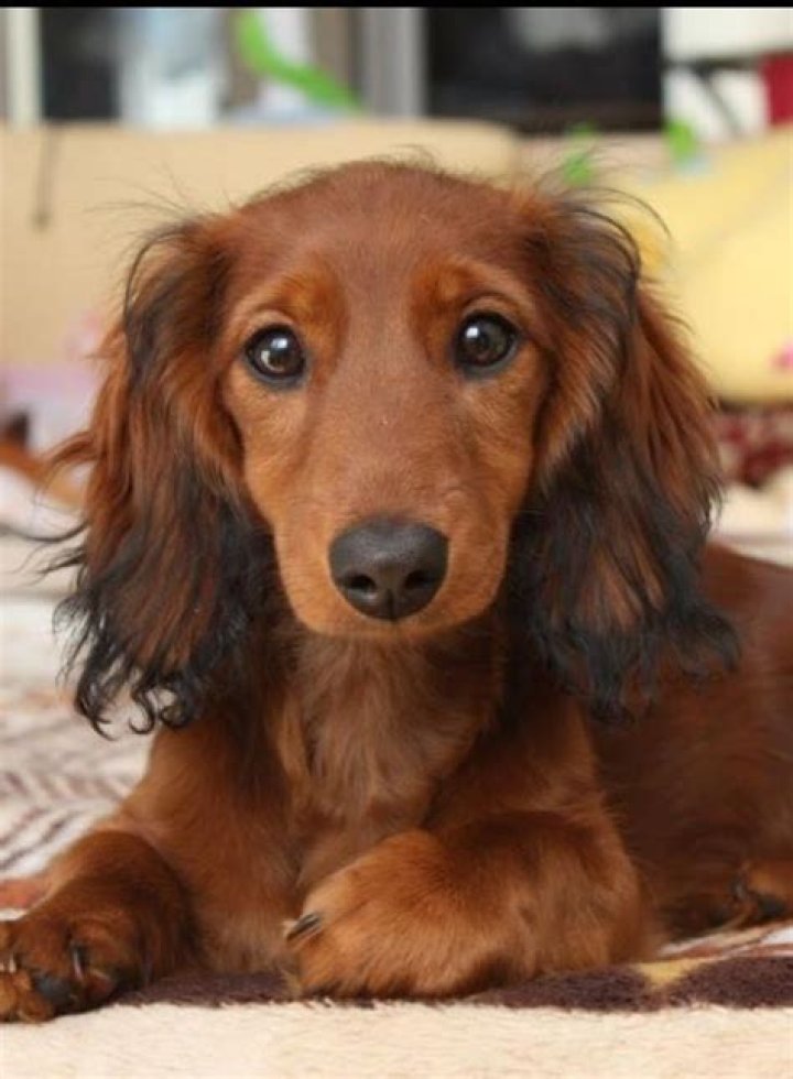 Long Haired Weenie Dog longhaired doxie dachshunds, doxies, wiener