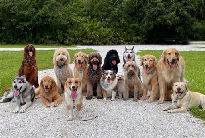 &lrm;Looking for You + All Dogs Go to Heaven Single Album by Chris