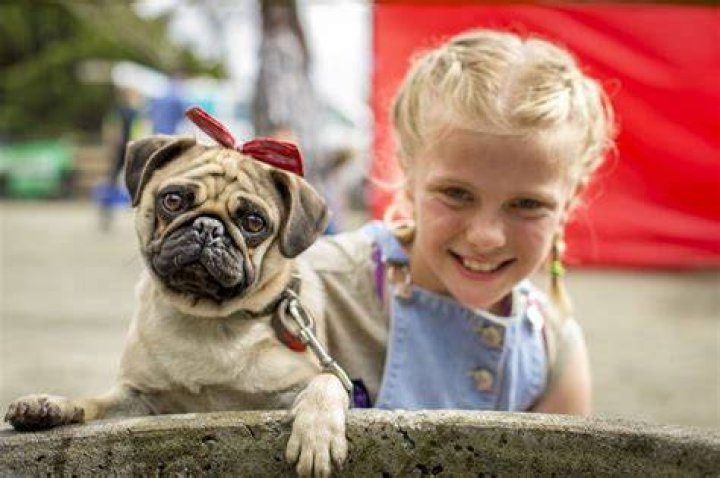 Mia pug Wild Oats Farm