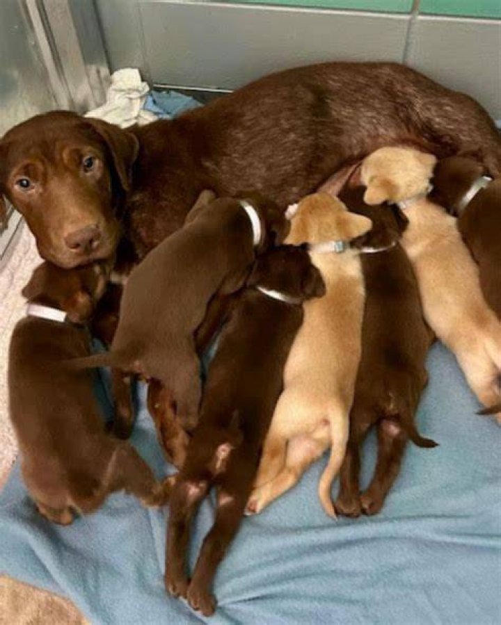 Mile High Lab Rescue AisleenElaf