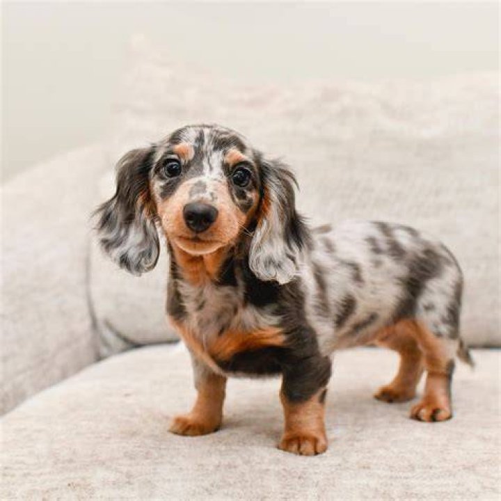 Mini Dapple Dachshund