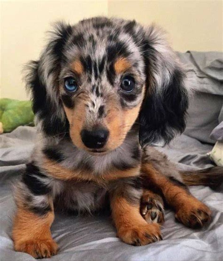 Miniature Long Haired Dachshund Puppies for Sale Dikerdachs