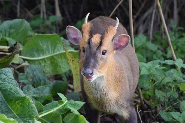 Muntjac Deer Muntjac deer at Potter Park Zoo. FACT Muntja&hellip; Flickr