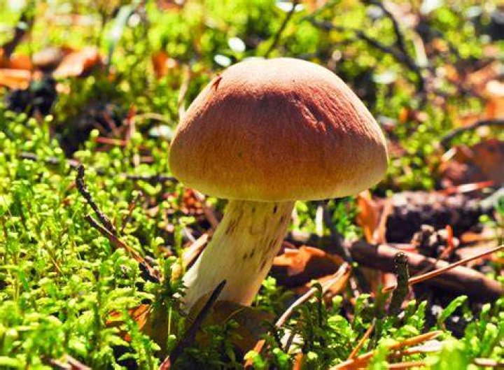 Mushroom Free Stock Photo Public Domain Pictures