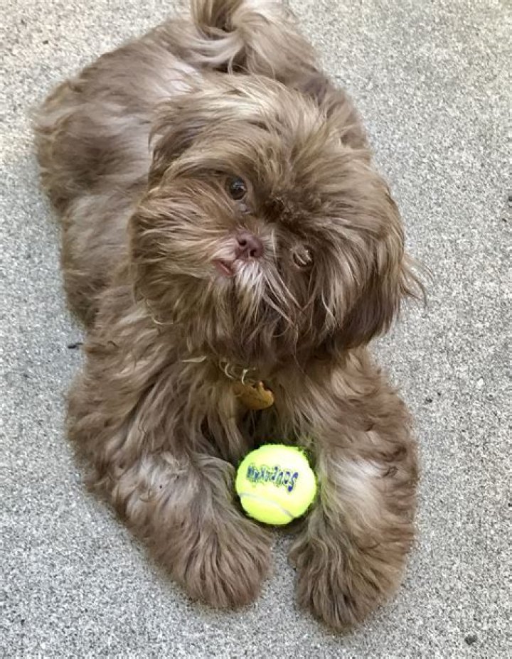 My chocolate Shih Tzu Tilly Shih tzu, Cute dogs, Dog pictures