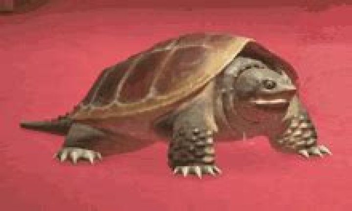 My Lawd, A Snapping Turtle!