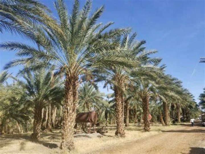 Olive Palm Tree