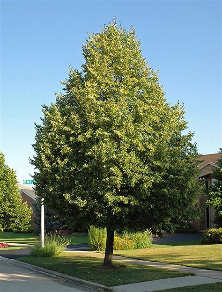 Our Little Leaf Linden tree was in full bloom and the fragance was just