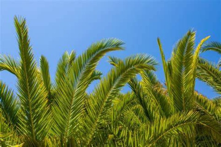 Palm Tree Leaves Free Stock Photo Public Domain Pictures